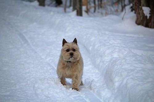 vermont winter snow nature outdoors animals dogs cairnterriers pets