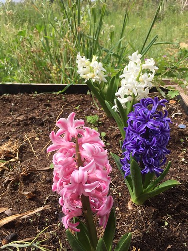 Happy Hyacinths