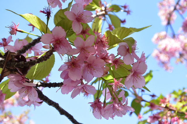 多摩川の桜