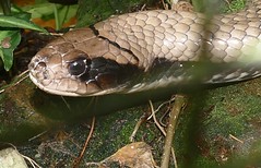 False Water Cobra (Hydrodynastes gigas) (Captive specimen)