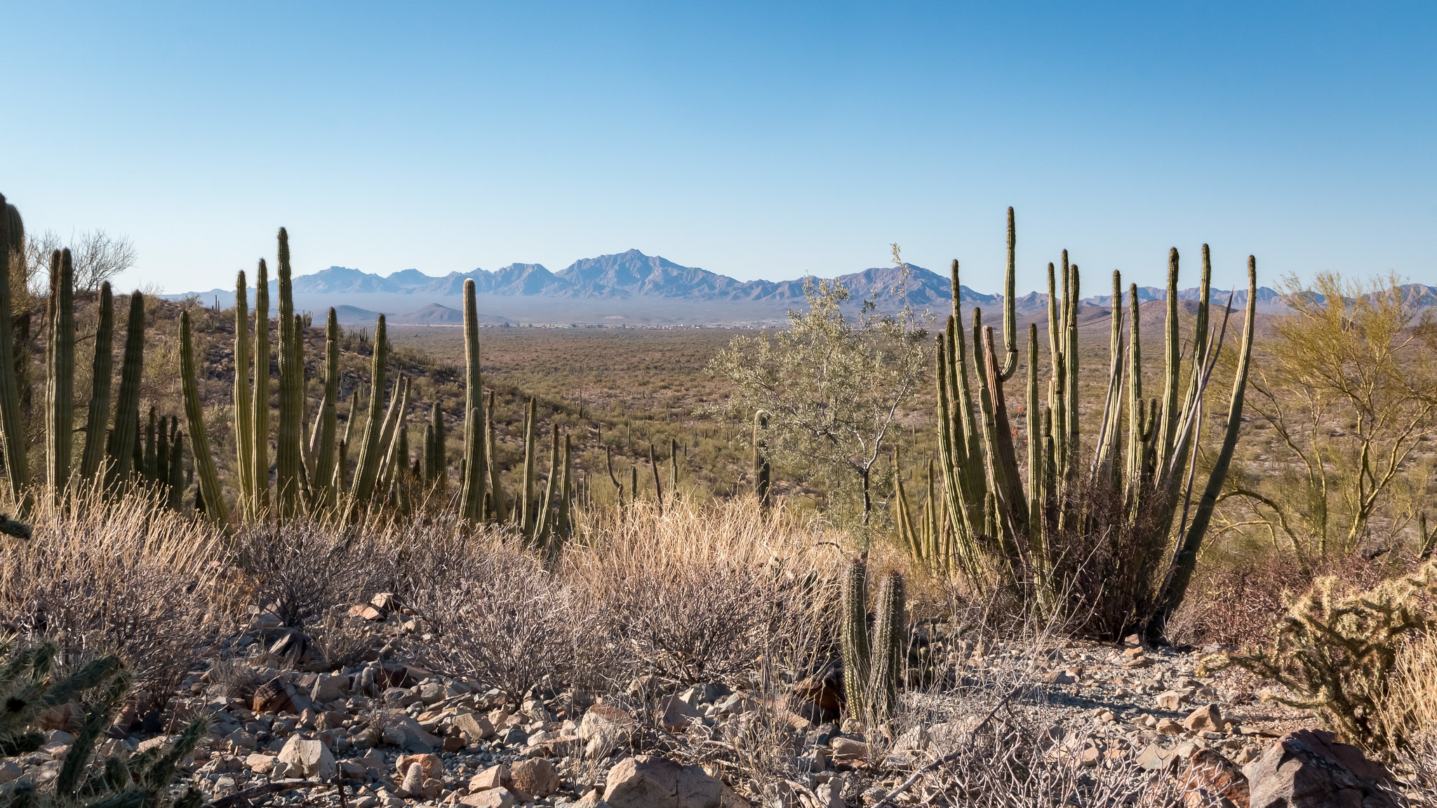 Organ Pipe Cactus NM - Arizona - [USA]