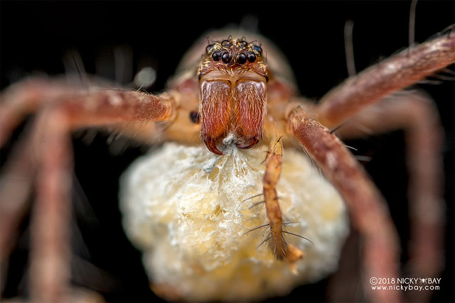 Nursery web spider (Pisauridae) - DSC_8295