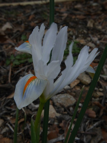 Iris reticulata - Page 2 40064415014_dc6eccb1fd