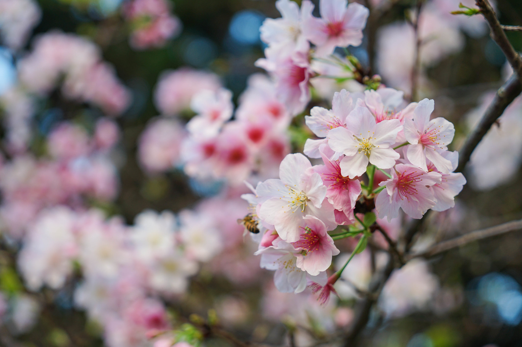 sakura