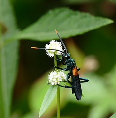 Tarantula-hawk Wasp (Pepsis atripennis) male