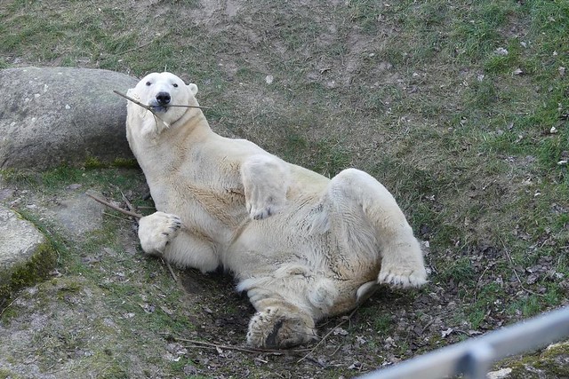 Eisbär Kap, Zoo Karlsruhe