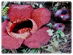 Flower and buds of Rafflesia arnoldii (Corpse Lily, Corpse Flower, Bunga Bangkai in Indonesian Language), March 14 2018