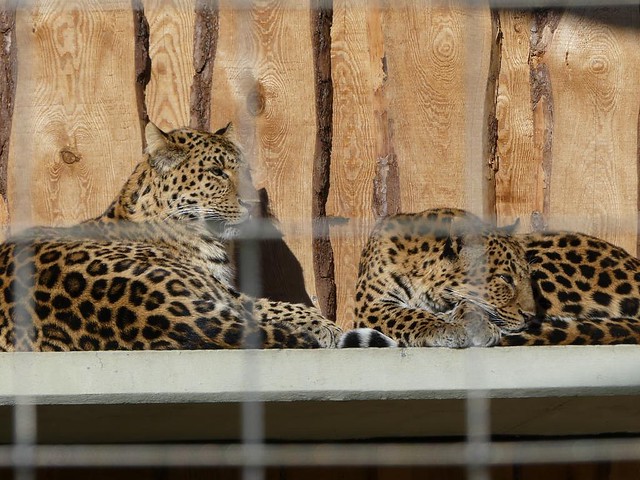 Chinaleopard, Zoo Karlsruhe