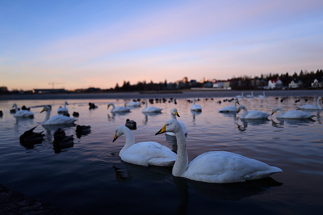 swans of Reykjavik