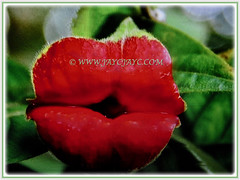 Beautiful vibrant red lip-shaped bracts of Psychotria elata (Hooker's Lips, Hot Lips Plants, Hot Lips, Mick Jagger's Lips), March 12 2018
