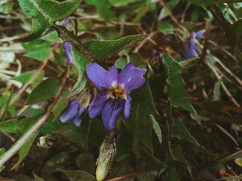 photography sabanovicphotography nature edit throughherlens viola violet grass leaves forest trees landscape wilderness dark shadow ground earth natural beautiful photoshop editing spring plant flowers green light