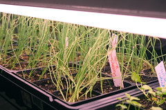 seedlings  IMG_7444