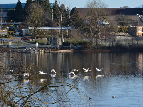 milllake abbotsford reflection swans bird bc fraservalley beautifulbc