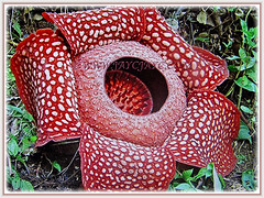 Rafflesia arnoldii (Corpse Lily, Corpse Flower, Bunga Bangkai in Indonesian Language) is a huge speckled 5-petaled flower, March 14 2018