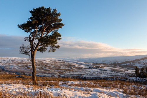 cumbria alstonmoor nenthead roughside tree sunset snowscene landscape snow breathtakinglandscapes