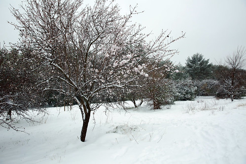 europe southfrance hiver garrigue lasbouzigues snowfall extérieur outdoor jacou midi landscape eos 5d isasza