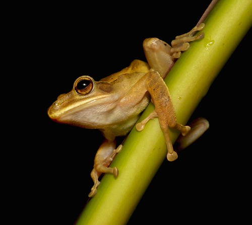 Golden Tree Frog (Polypedates leucomystax, Rhacophoridae)