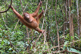 Santa Claus orangutan wildlife rescue conservation deforestation palm oil Indonesia Orangutan Foundation International