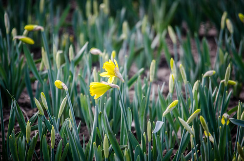 Skagit Valley Daffodils-003
