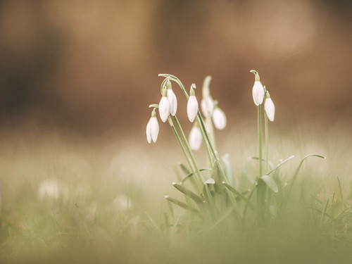 Dreaming snowdrops