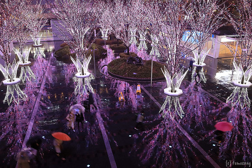 Hakata Sakura Illumination