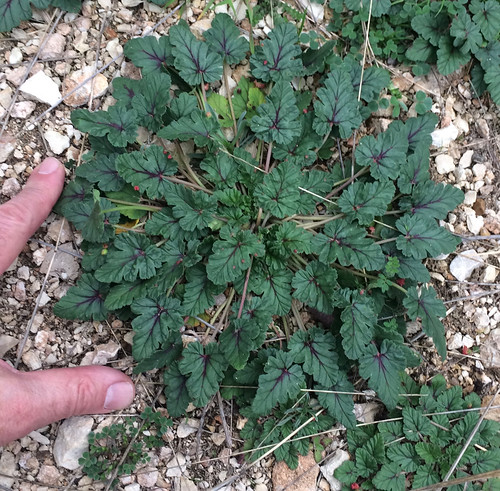 Texas Filaree (Erodium texanum)