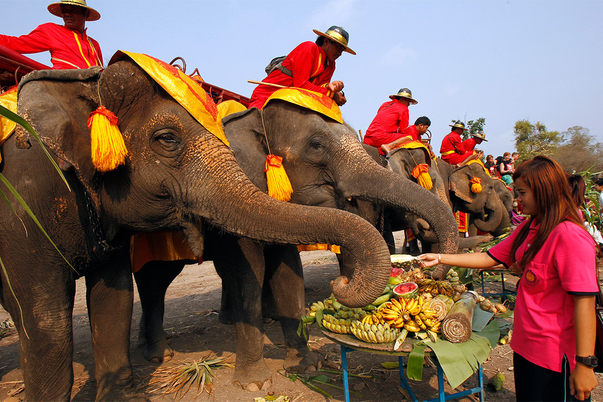Elephant buffet lunch on National Thai Elephant Day.