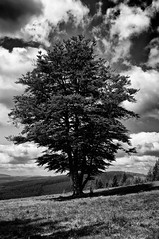 L-arbre - Photo of Maussac