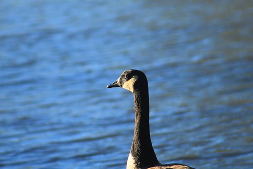 canada goose huddleston pond park peachtree city georgia
