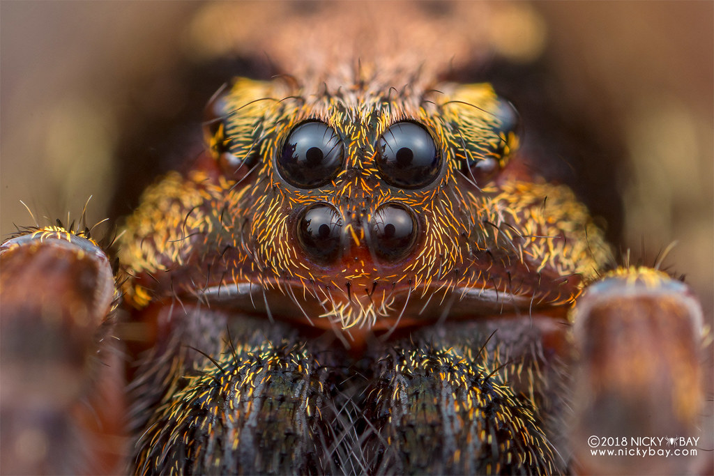 Wandering spider (Ctenus sp.) - DSC_8086