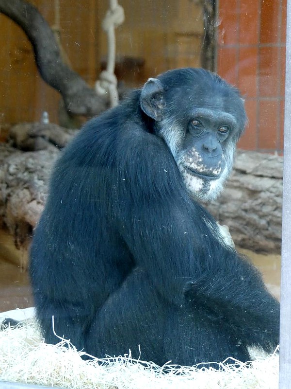 Schimpanse, Zoo Karlsruhe