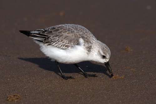 titchwell rspb wild bird nature wildlife norfolk calidrisalba wader sanderling beach shoreline