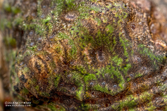 Wrap-around orb weaver (Talthybia sp.) - DSC_8180