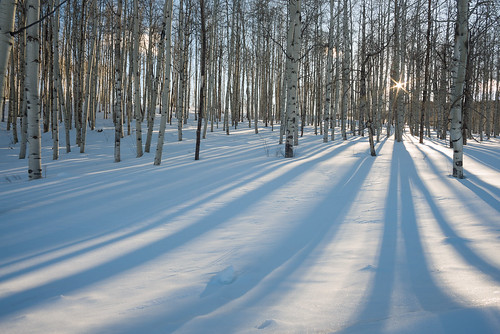sigma1224mmf4556 nikond800 co hahn’speak colorado nature landscape sustar trees snow winter aspen