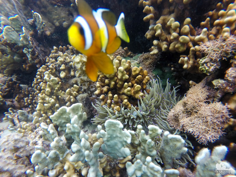 Clownfish and Anemone at Digyo Island Marine Sanctuary
