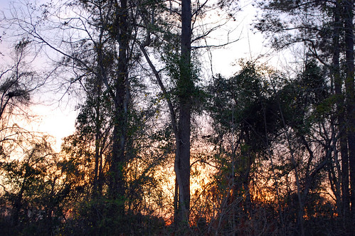 lumberton nc northcarolina robesoncounty outside outdoors evening lateafternoon dusk sky bluesky colorfulsky eveningsky tree trees treelimbs treebranches woods wooded forest backyard branches branch sticks nature natural nikon d40 dslr sunset settingsun