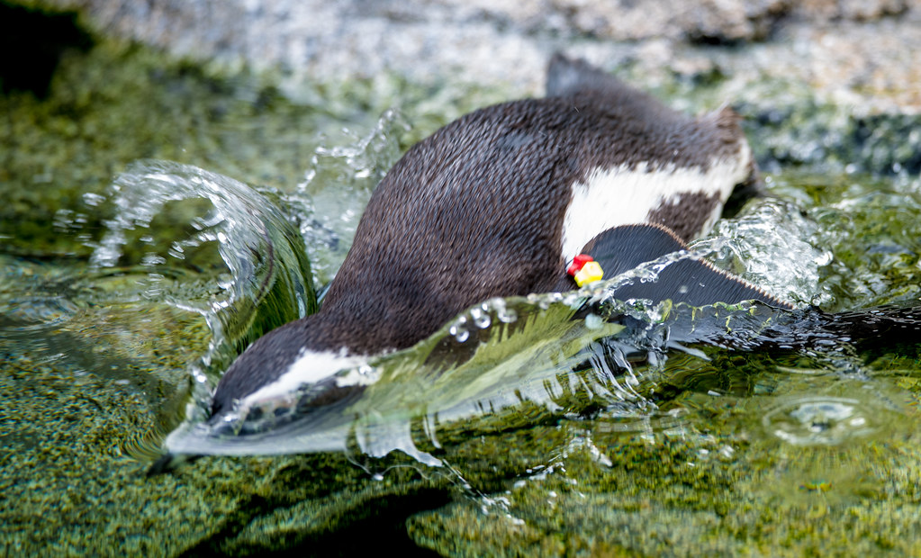 Black Footed Penguin_1