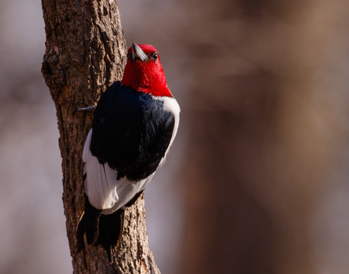 redheaded woodpecker bird nature