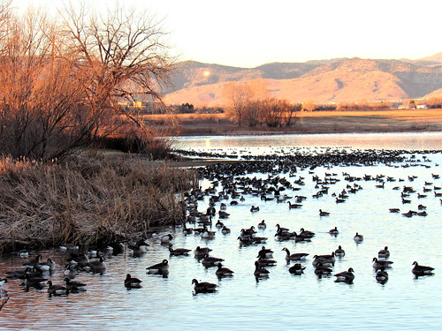 bouldercounty boulderco longmont geese sunrise lake birds niwot