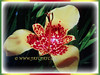 Tigridia pavonia (Tiger Flower, Jockey’s Cap Lily, Mexican Shell flower, Peacock Flower, Tiger Iris/Flower)