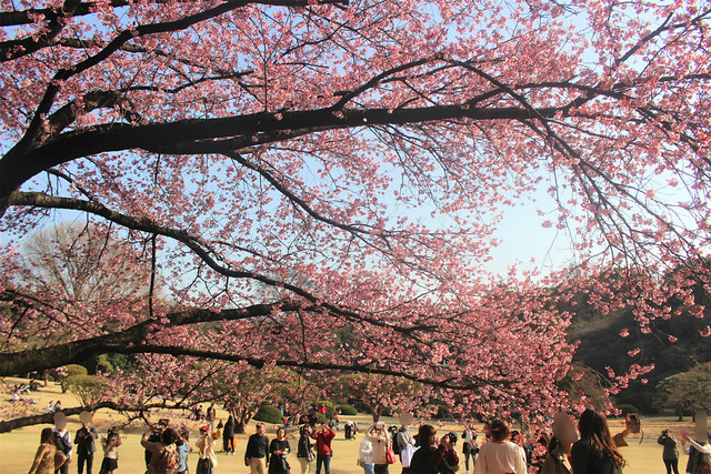 新宿御苑の寒桜（カンザクラ）