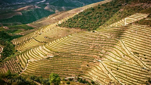 douro valley alto vinhas wine port sony z1 mountain grass forest sky landscape field road people photo