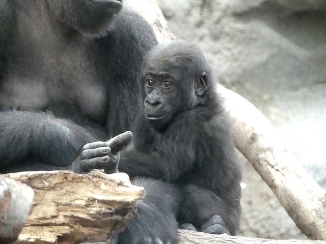 Gorilla Wela, Zoo Frankfurt
