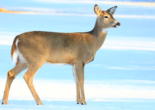 whitetailed deer winter snow lake meyer park winneshiek county iowa larry reis