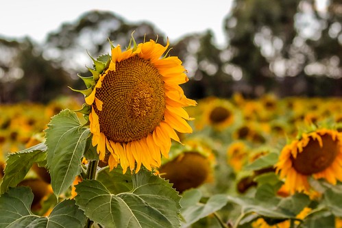 canon geelong sunflowers sunset torquay armstrongcreek victoria australia au