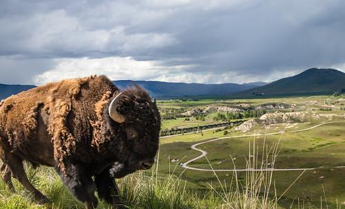 national bison range charlo montana spring vista hill view red sleep drive