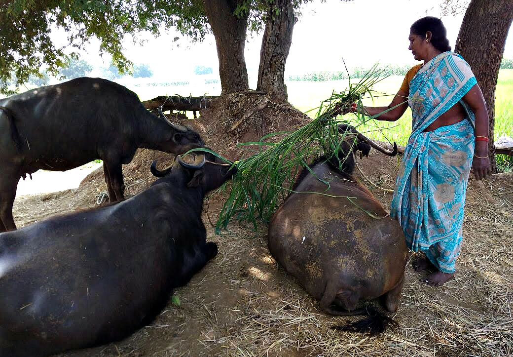 ILRI research with Indian women dairy cooperative on growing forage crops as a cash crop
