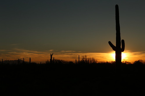 saguarocactus tucsonarizona sunset tucson cactus shadow shadowofphotographer hikingtucson pimacountyhikes