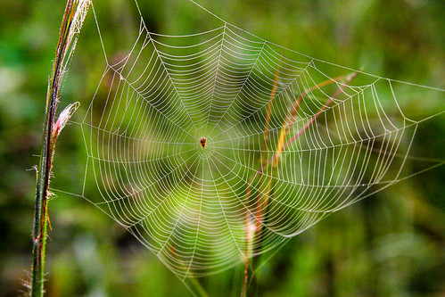 spiderweb spiders