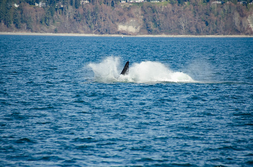 Whale Watching with Island Adventures-232